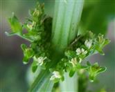  Whorl  of Young Flowers